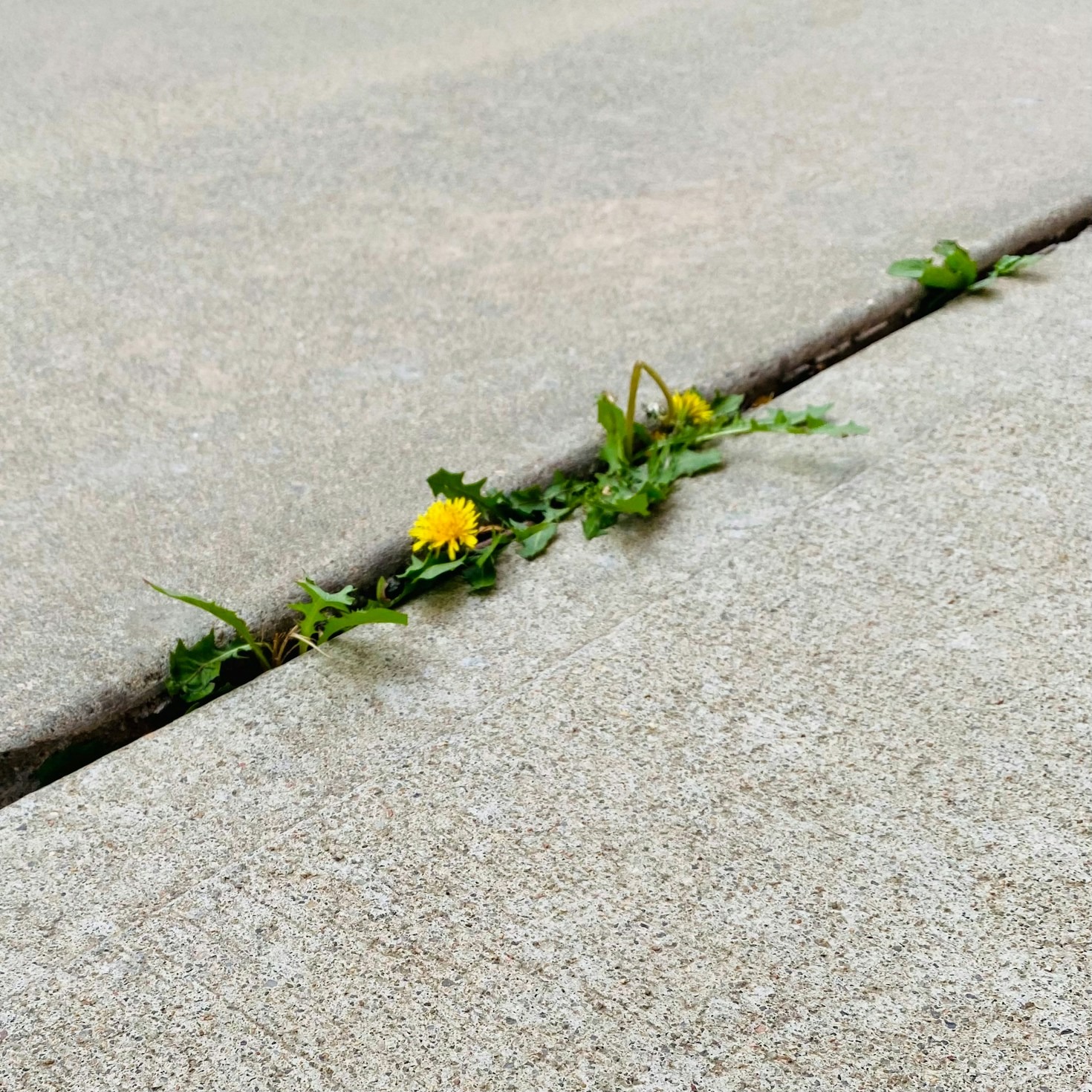 How Resilience Can Transform Your Career Path